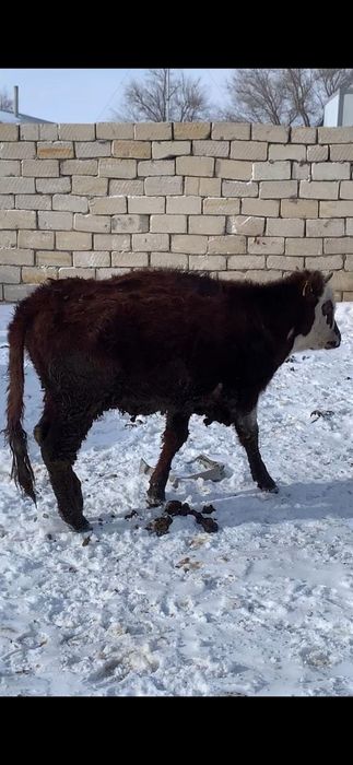 Қашар сатылады. Екі жасар