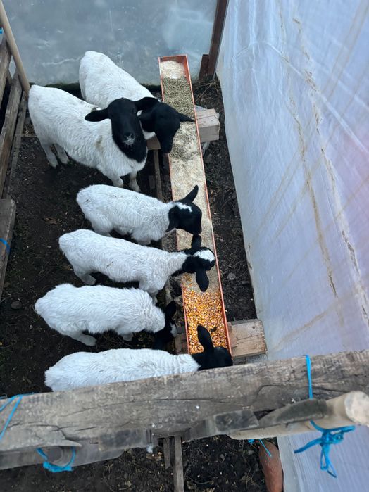 Vând oi Dorper rasă pura,