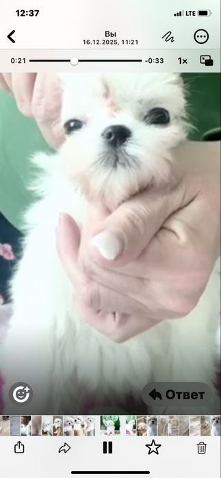 Девочка мальтезе мини бэбифейс