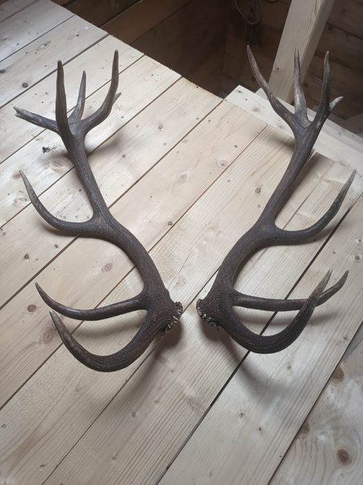 vand 2 perechi de coarne de cerb