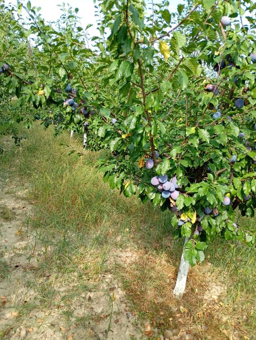 Vand prune 5 lei kg pentru consum