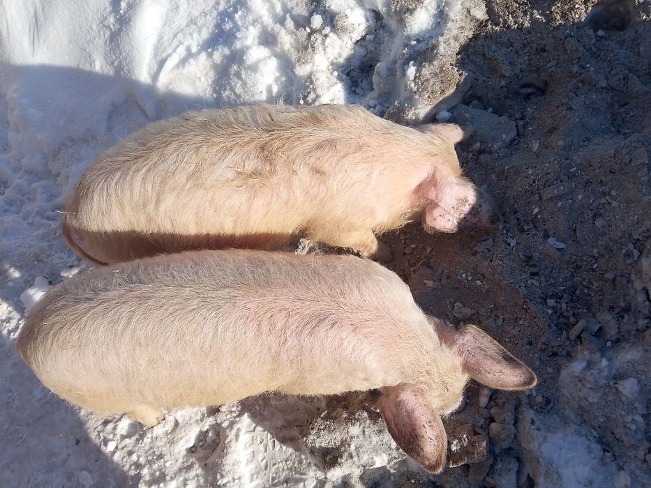 Продам поросят 5и месячных