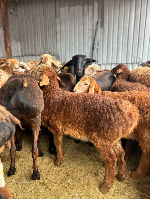 Қой тоқты сатылады!