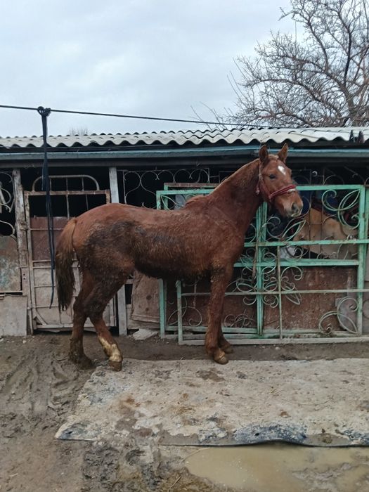 Кунан тай жылкы жеребец