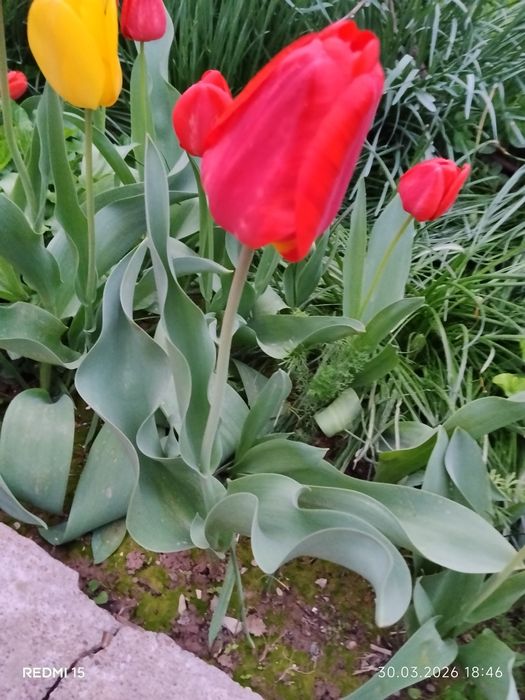 Продаются садовые цветы.