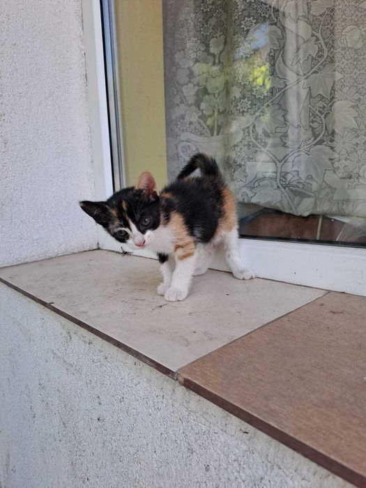 Adoptie pisicuta mica foarte draguta