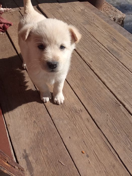 Отдам щенят в добрые руки