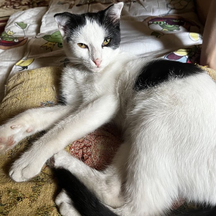 Мысык  веселухаа