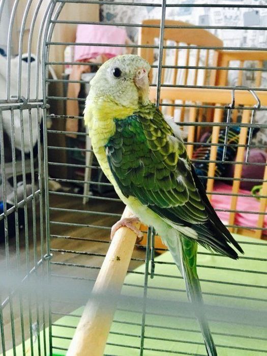 Попугай певчий popugay pevchi