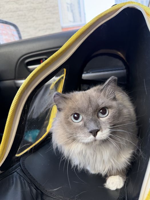 Кошечка ПУДРА ищет семью. 8 месяцев