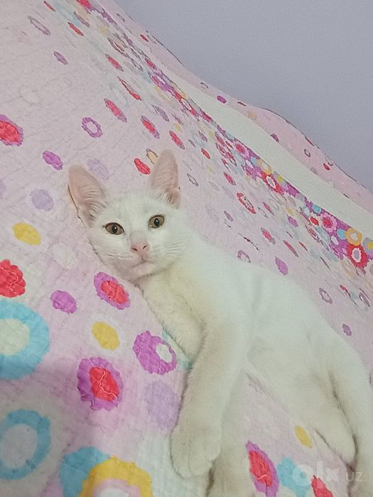 Отдам в добрые руки