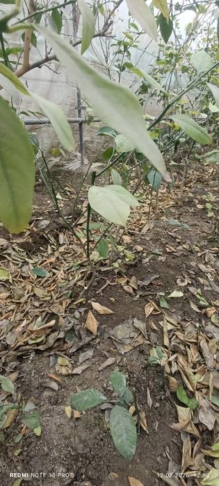 Лимон кўчатлари сотилади