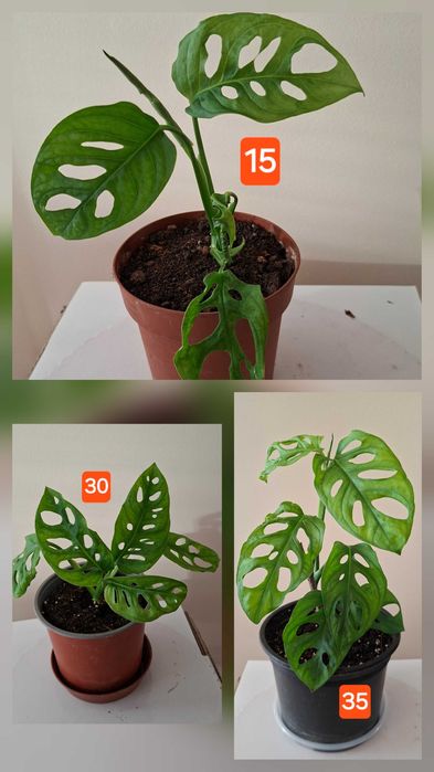 hoya-lacrima maicii domnului, monstera adansonii, zz plant, planta paianjen