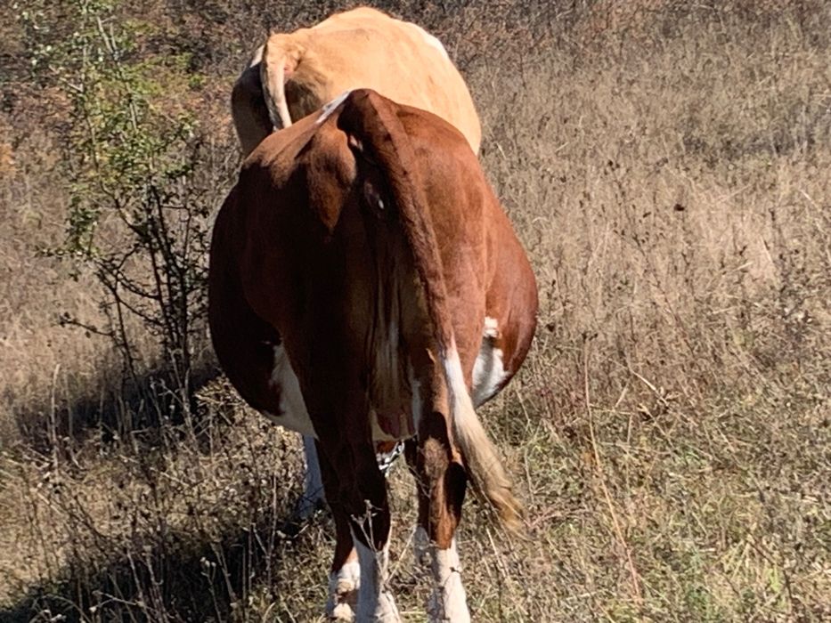 Vaca bălțată de vânzare