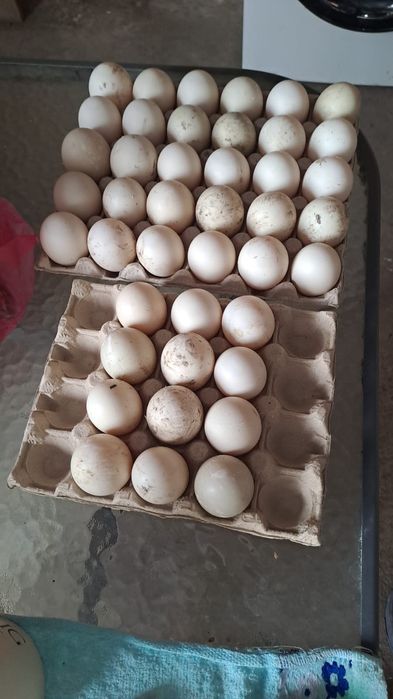 Vand boboci și pui de găină