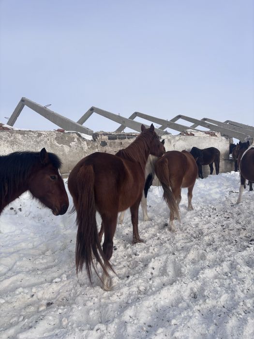 Сельхоз животные
