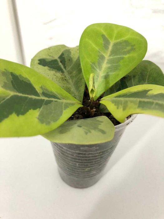 фикус коконат крем