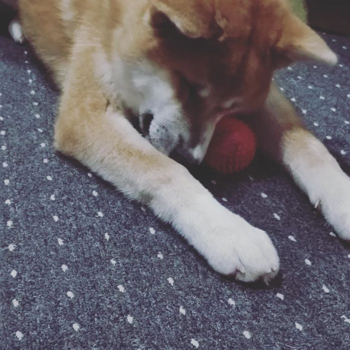 Связка Акита-Ину