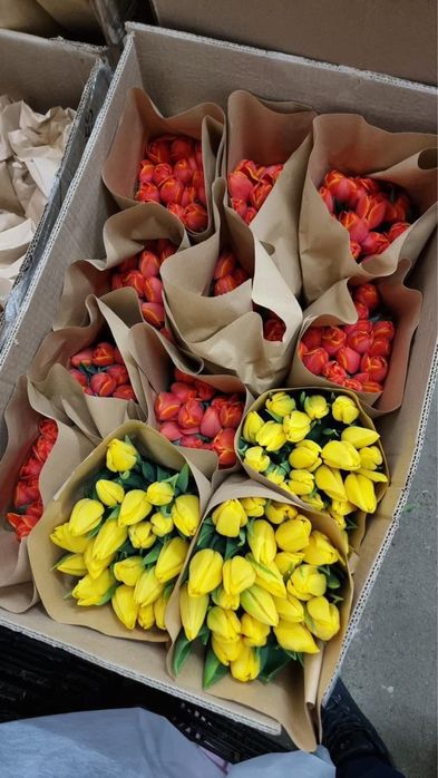 Тюльпаны оптом голандский