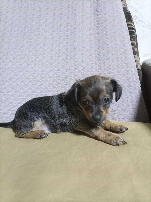 Продам щенка той-терьера