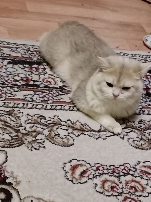 Вязка  Скотиш Страйд.