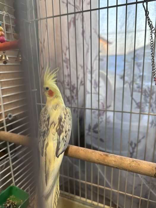 Продам попугаев Корелла