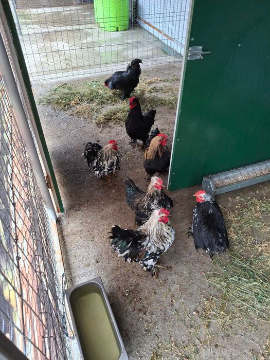 Cochinchina  pitic bobat