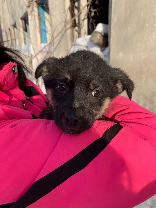 Ищем дом. Срочно!