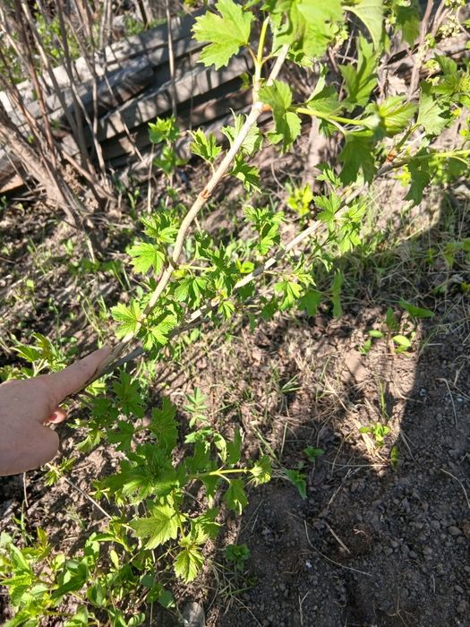 Продам или поменяю