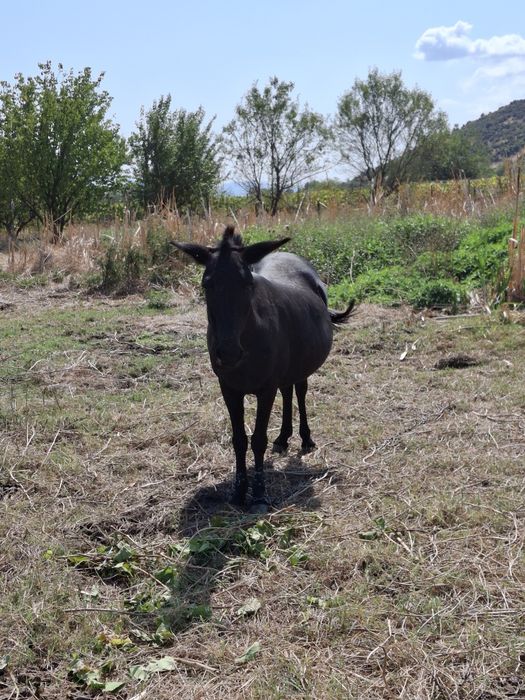 Продава се муле на средна възраст, около 700кг.
