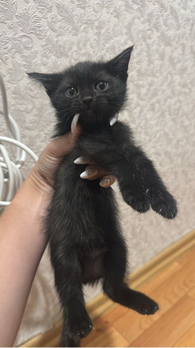 Отдам котят в добрые руки