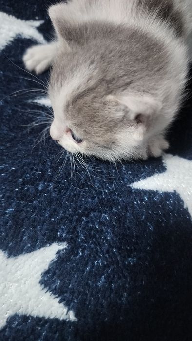 4 котенка 3 мальчика 1 девочка