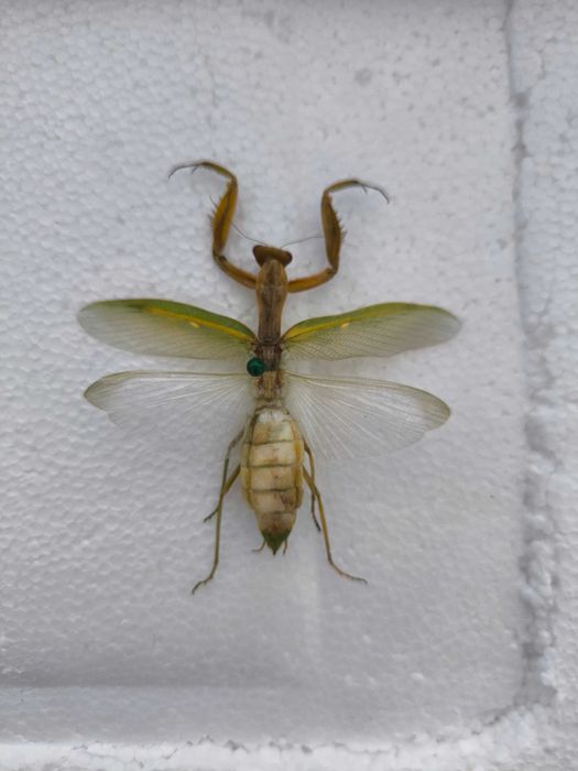 Засушенный богомол в подарок коллегам