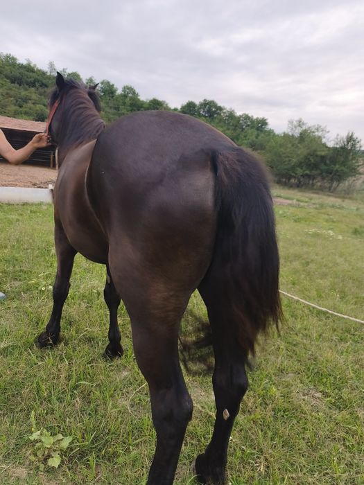 Vînd iapă de 3 anii blîndă iapa nu zvîrle ie cuminte trage foarte bine acest ori ce probă