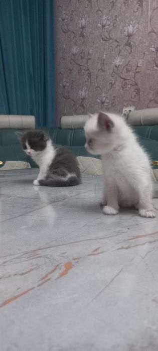 Продаются котята