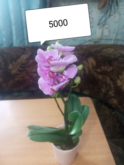 Комнатные цветы недорого