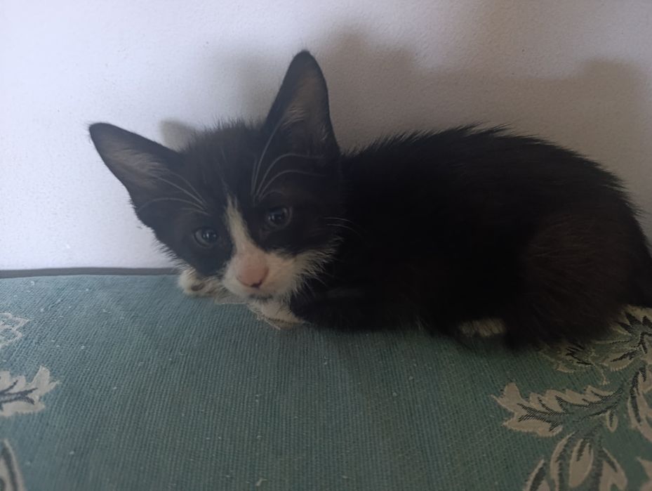 Отдам даром в хорошие руки