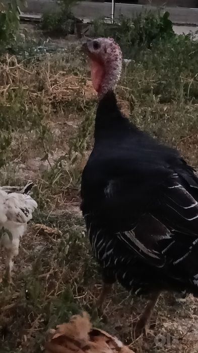 yaxshi sogʻlom kurkalar