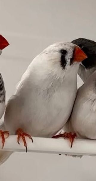 Зеброви амадини джъмбо редки цветове