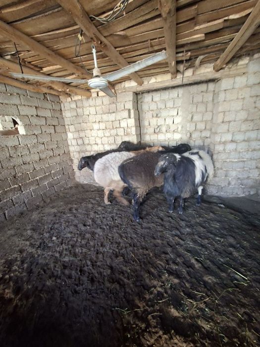 Qochqor bor soyiladigan 5 ta