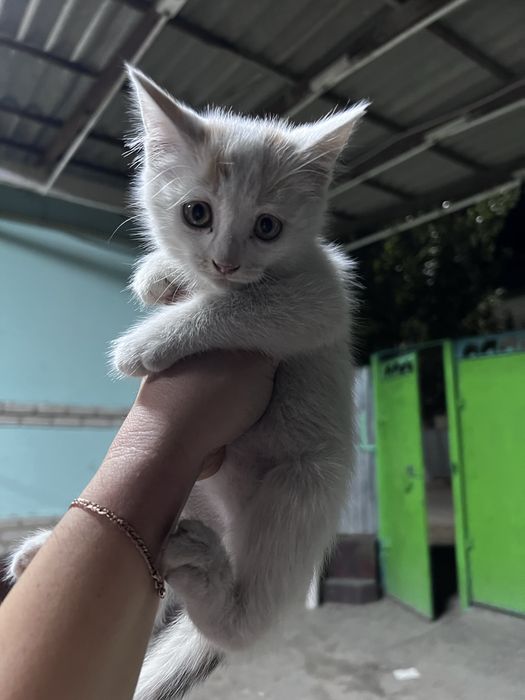 Отдам котят в добрые руки.