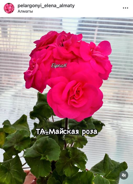 Пеларгония цветущие кустики