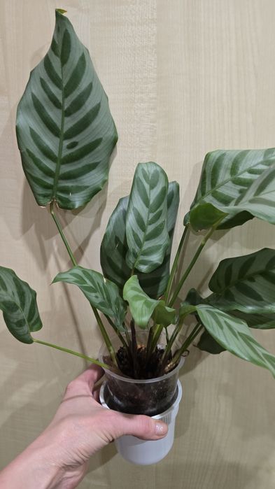 Продам комнатные цветы