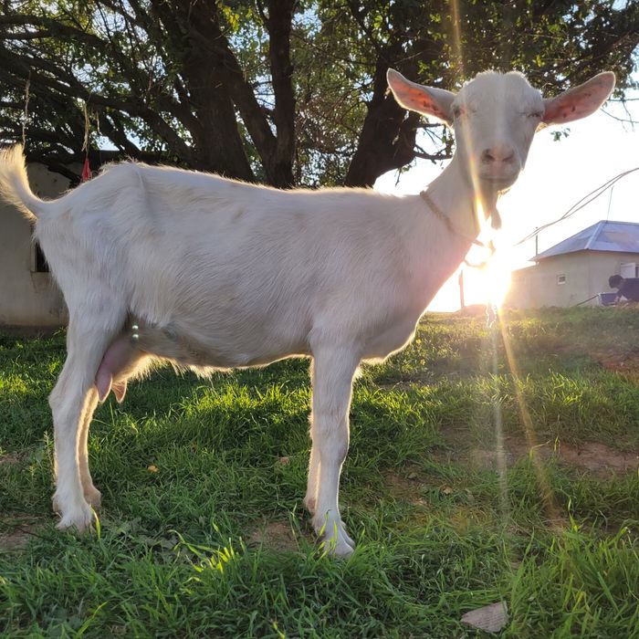 Заанен ешкі сатылады