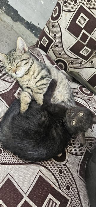 Котята приучены к латку