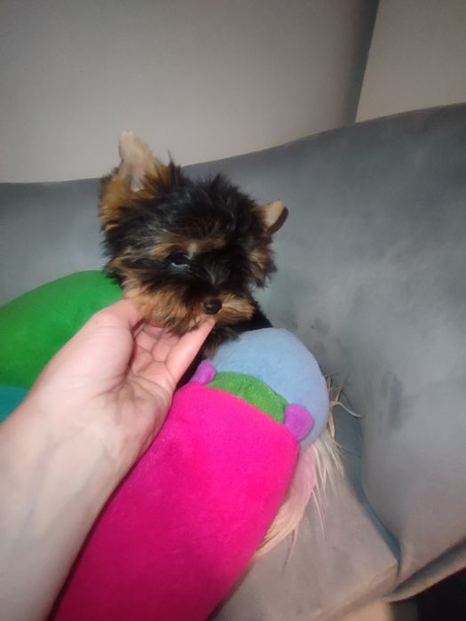 Yorkshire negru cu maro