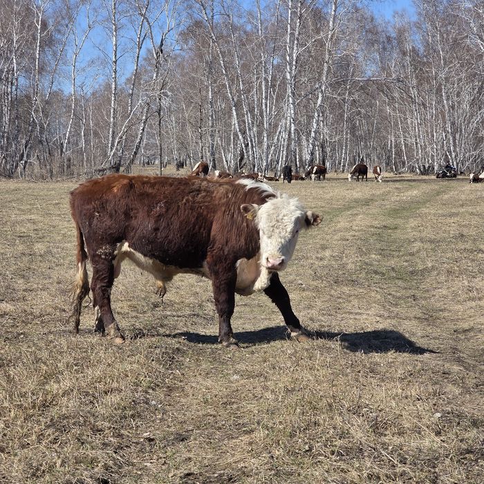 Продам быка на племя