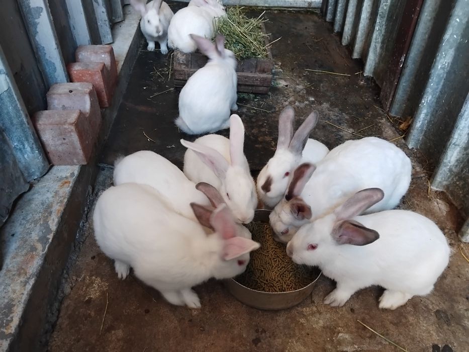 Зайци за разплод и клане