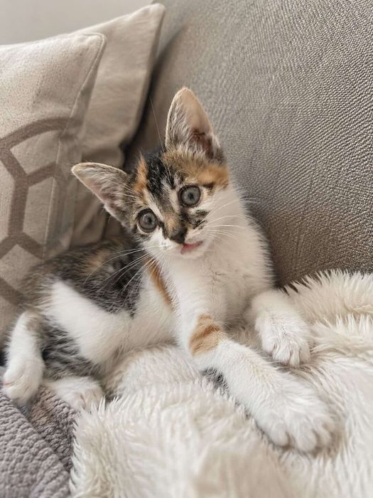 Котенок в добрые руки