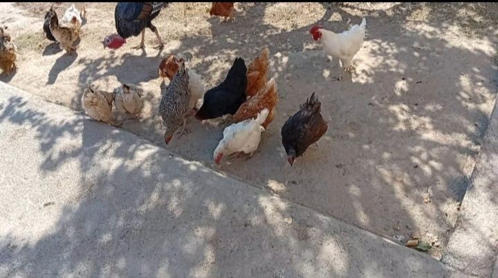 Индюки продоётся